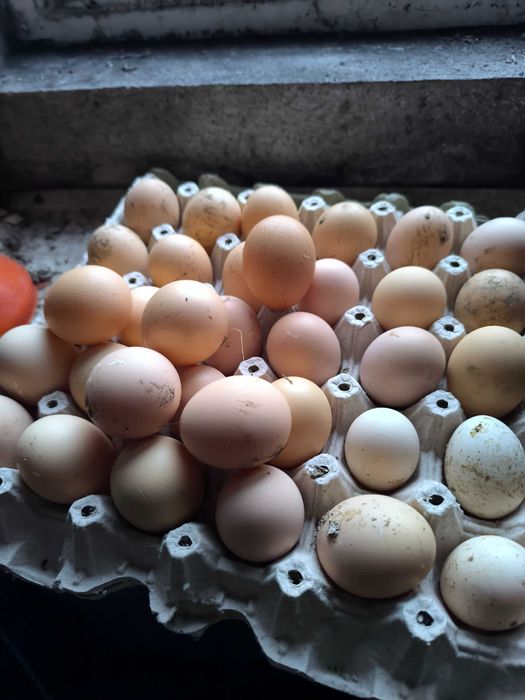 Яйца от бял плимутрок