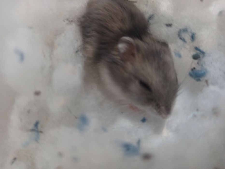 Продам хомечков*