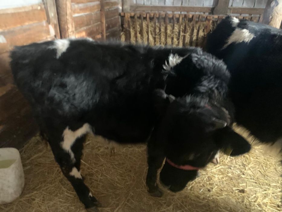 продам корову и бычков