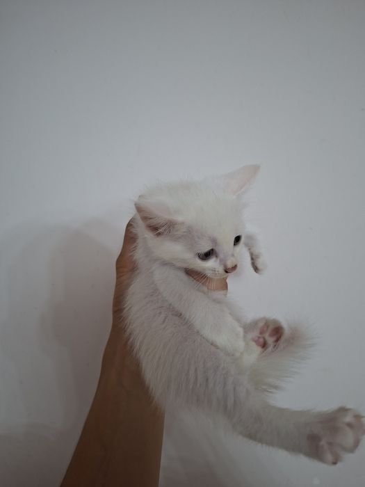 Отдам котят в хорошие руки бесплатно