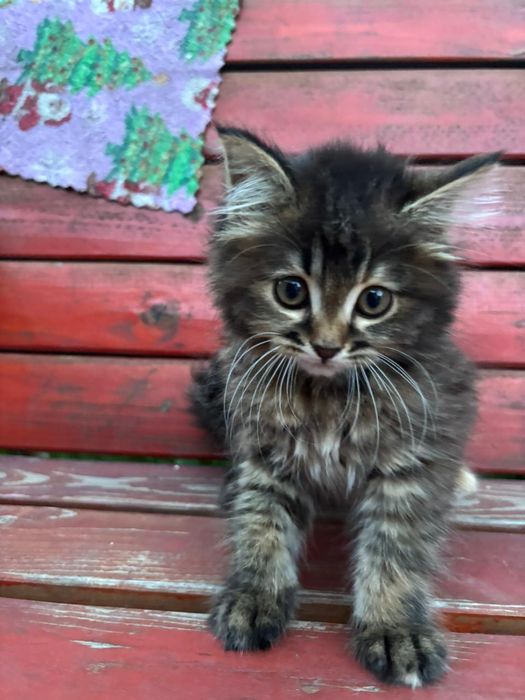 Отдаем красивого котеночка