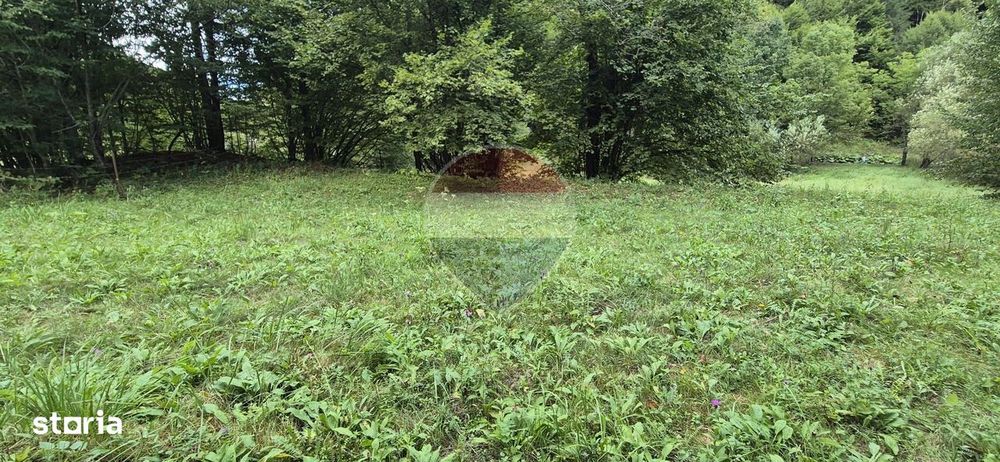Teren de vis de 2.800 mp pe Valea Tărcăului – Cu lac natural și pădure
