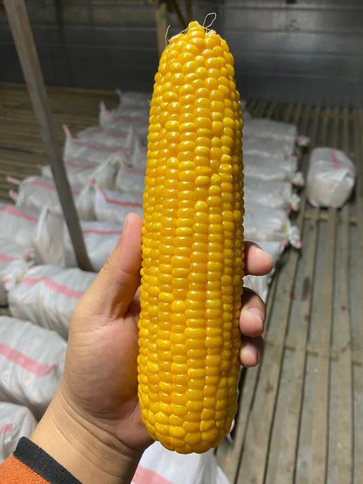 Корм-жем малға жем