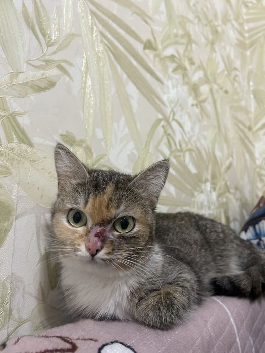 Отдам даром кошку астана