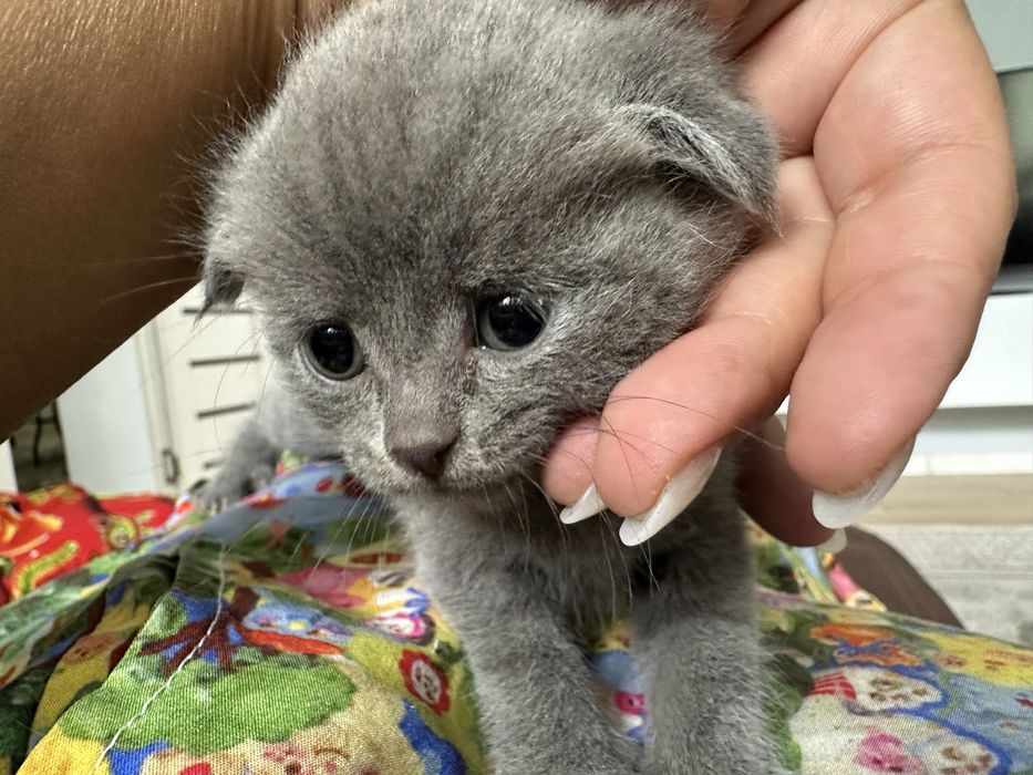 Котенок девочка британец