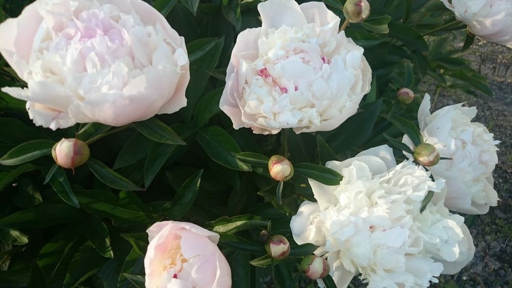 Продам саженцы пиона