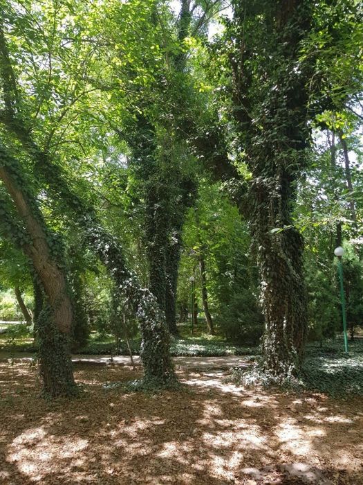 Чингельды. 1,5 гектара