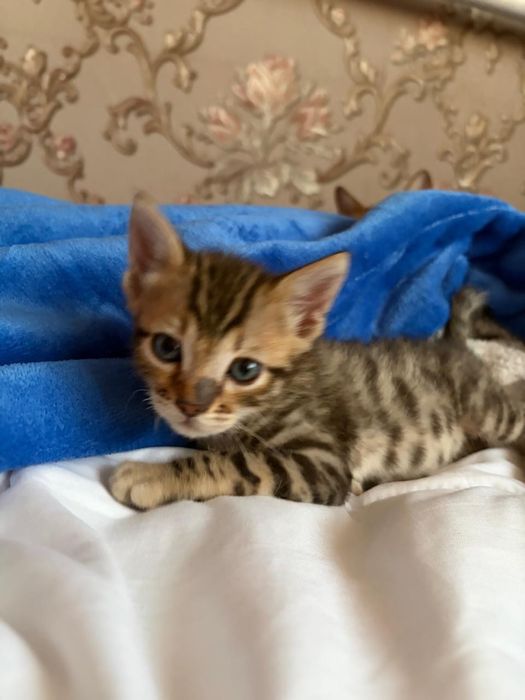 Продам бенгальских котят