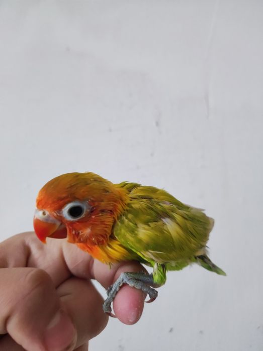 Ruchnoy papugay sotiladi