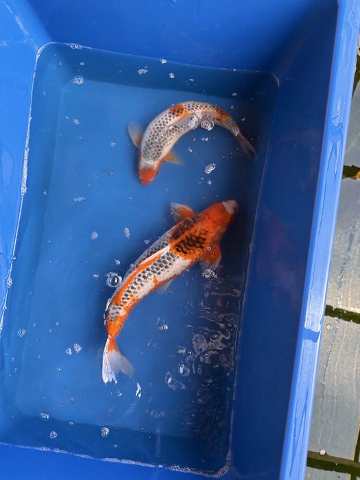 Crap koi japonia