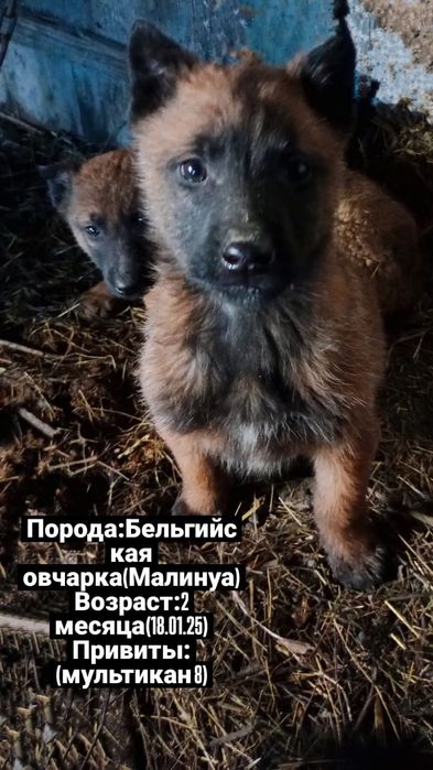 Продам щенков бельгийской овчарки