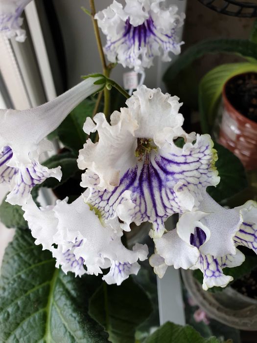 Стрептокарпус  Сорт Афродизиак (Детка)