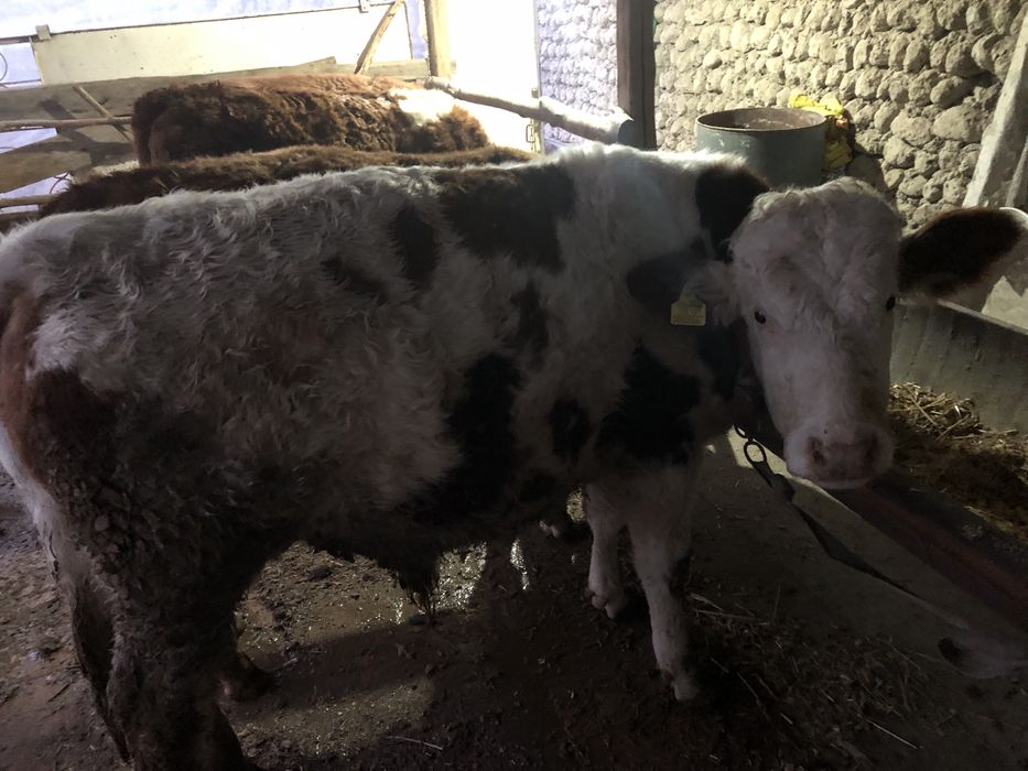 Semintal buqalar sotiladi