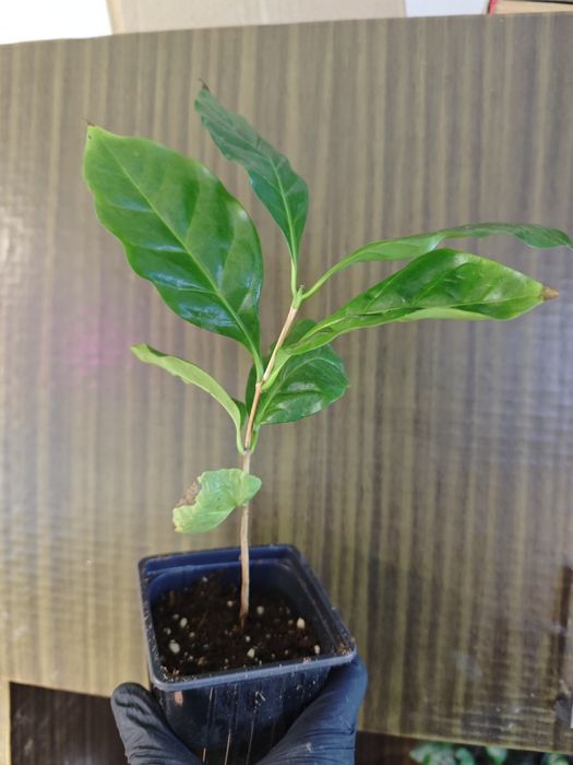 Продам саженец кофе