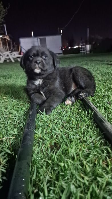 Лабрадорчик кобель