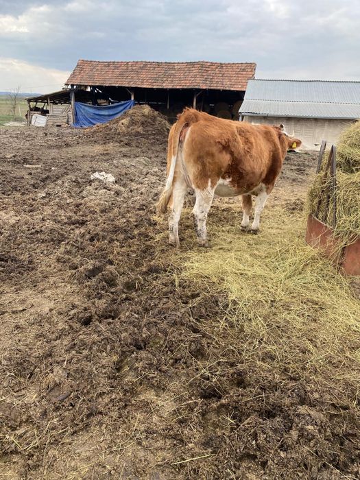 Vând junincă gestantă