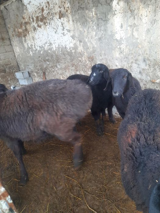 Куйлар кучкор бугоз совлик