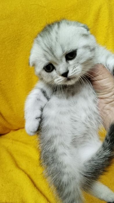 ШотЛандСкие - КотЯта