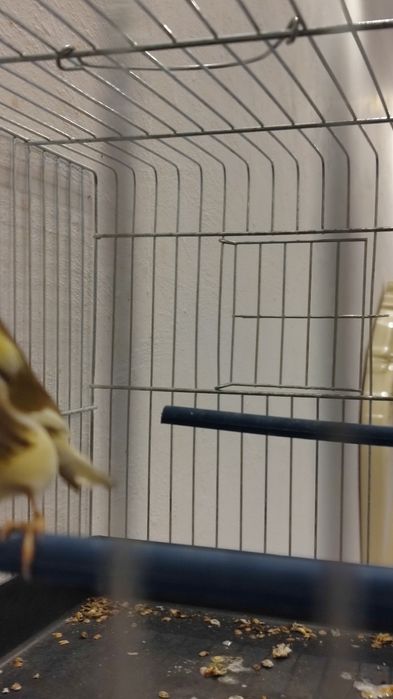 Продавам мъжко глостер