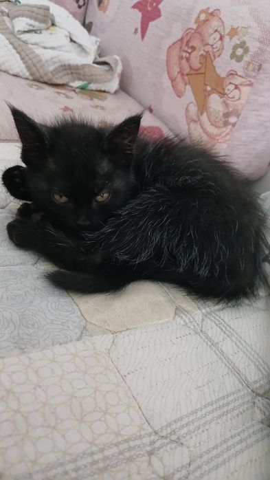 Отдам котёнка в хорошие руки