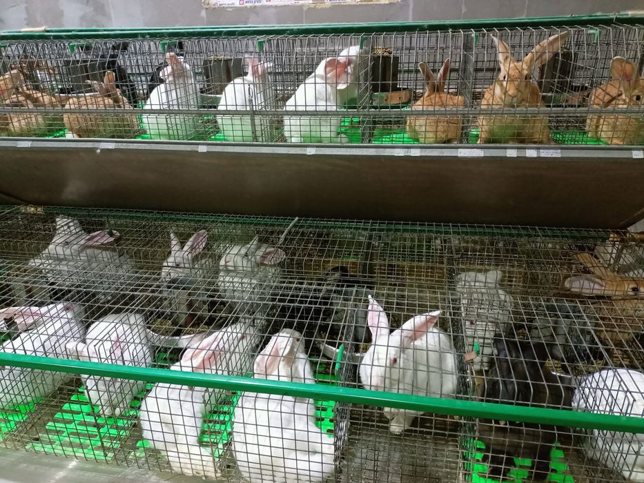 Iepuri Hycole Francez – carne de calitate superioara!