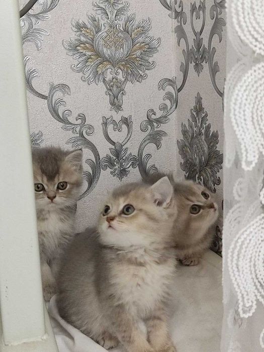 Zalatoy chinchilla bolalari / Золотистые котята шиншиллы