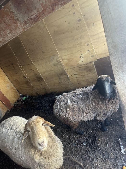 Семіз қошқар қасында ұрғашы қойыменен