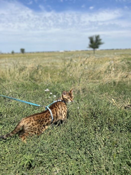 Вязка бенгальской кошки, нужен кот