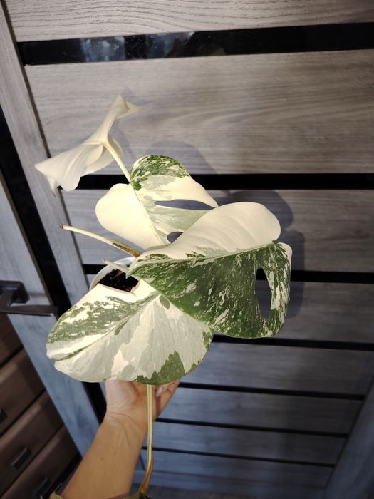 Продам монстеру Альба. Талгар