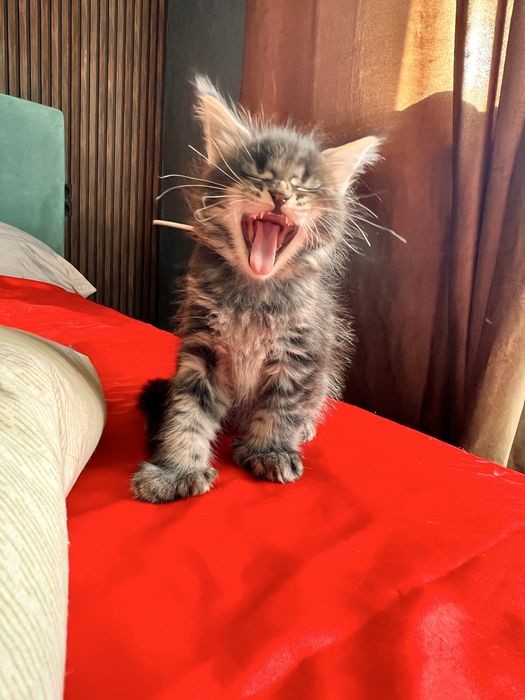 Котята Мейн кун полидактильные