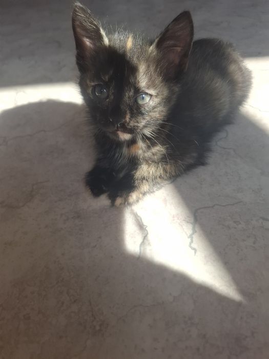 Отдам котенка девочку