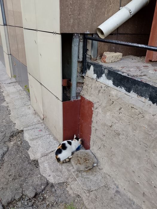 Рыжий маленький котёнок.