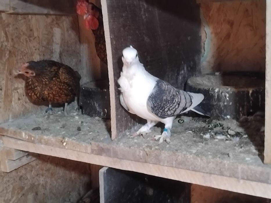 Vând sau schimb porumbei misirlii satinati.