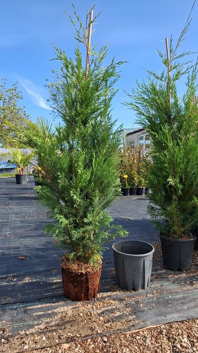 Vând chiparos leylandii plantă pentru crearea unui gard viu