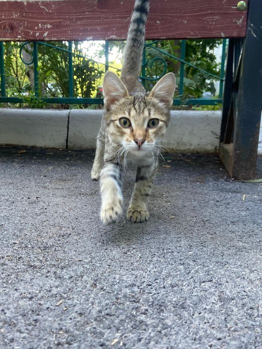 Котёнок в добрые руки