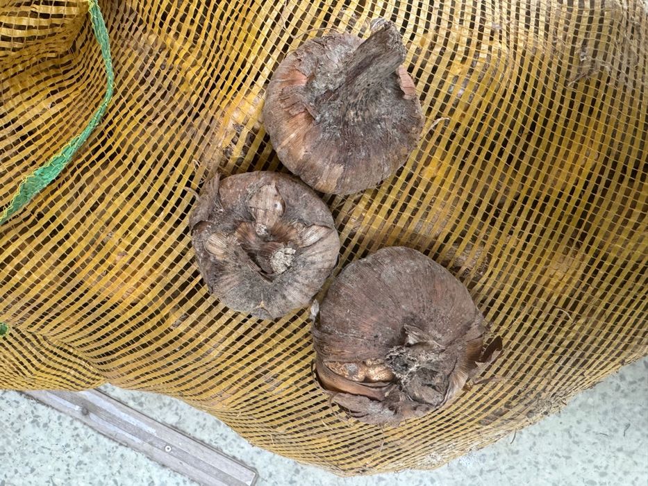 Луковицы гладиолусов