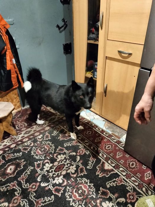 Щенки Руско европейской лайки