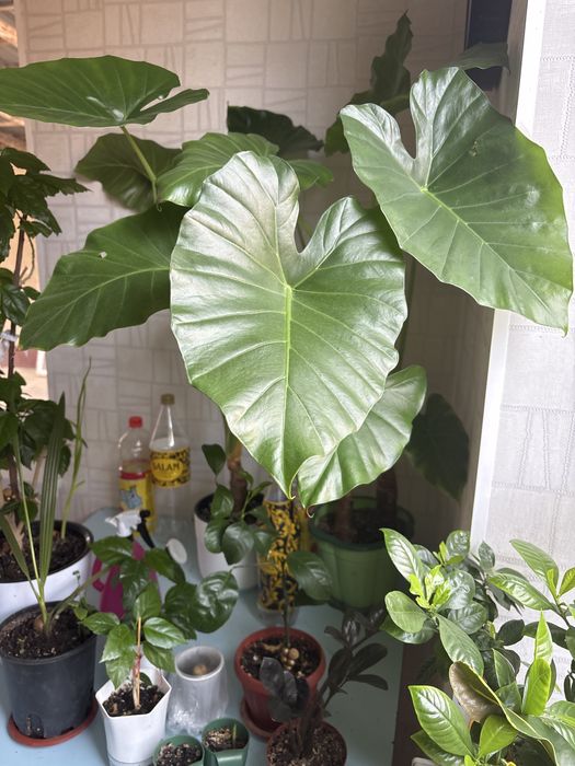 Комнатное растение АЛОКАЗИЯ(слоновье ухо) Высота 1 метр