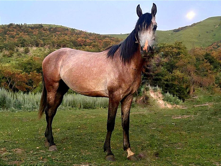 Продам Арабского жеребца потомка знаменитых жеребцов