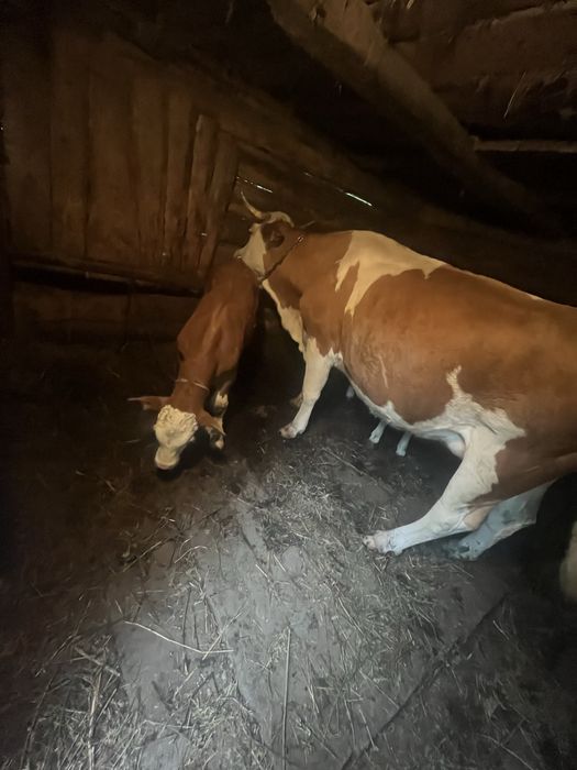 Vacă cu vițel de vânzare