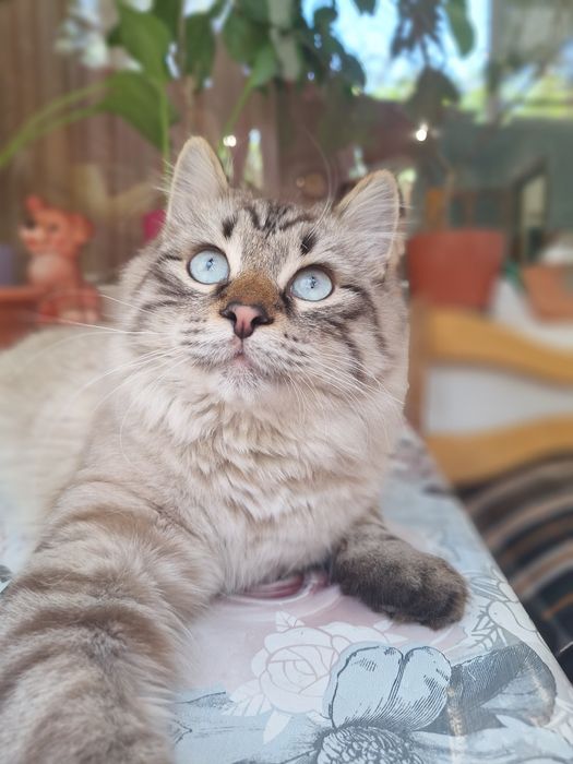 Кастрированный  кот бесплатно