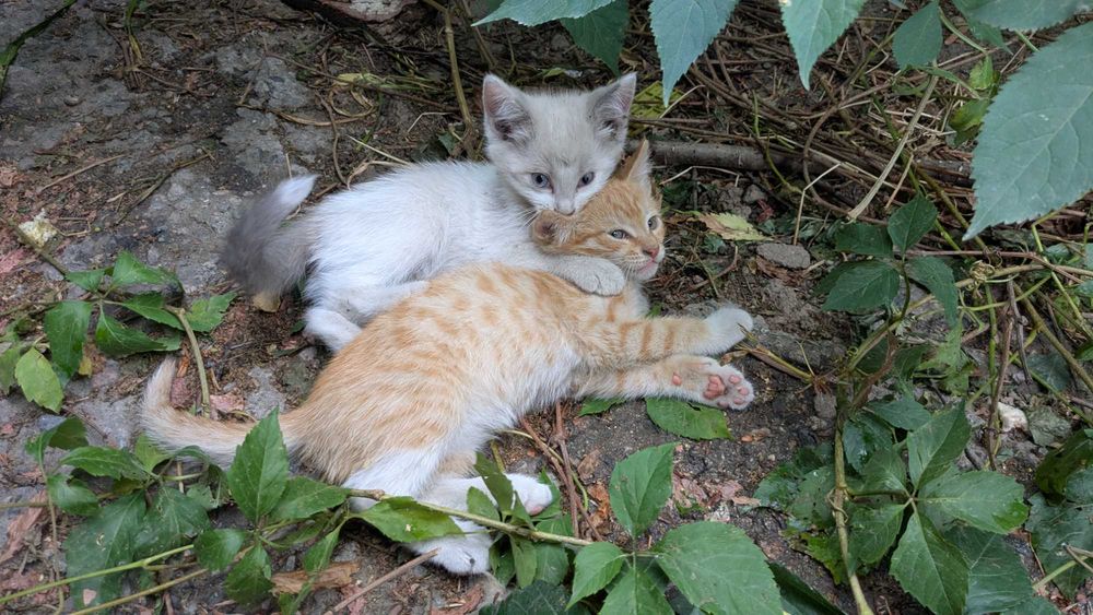 Котята редчайшей экспериментальной породы