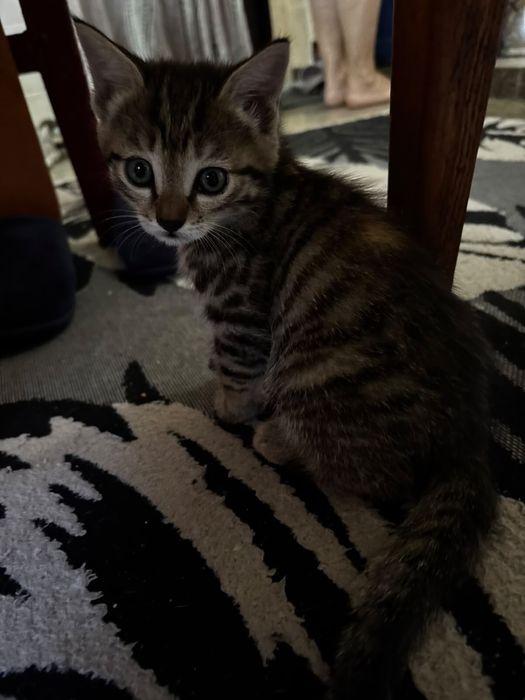 Отдам котят в добрые руки