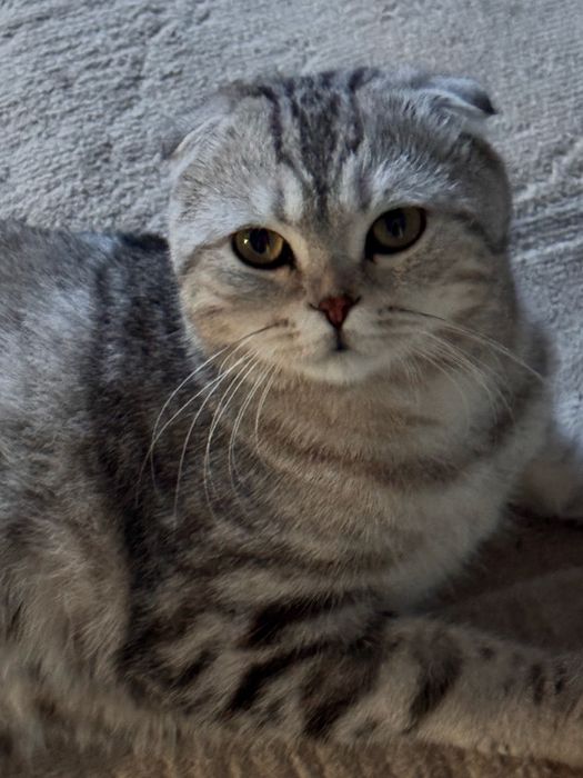 шотландская вислоухая кошка