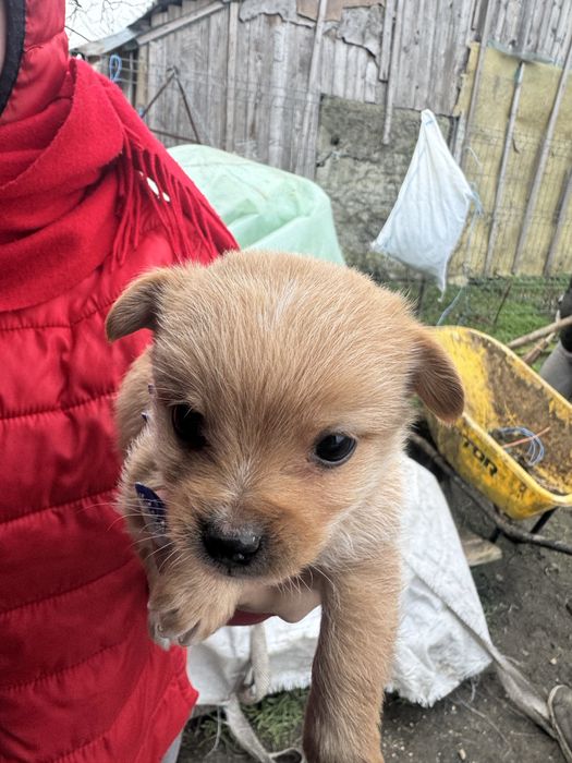 Ofer spre adoptie cateii