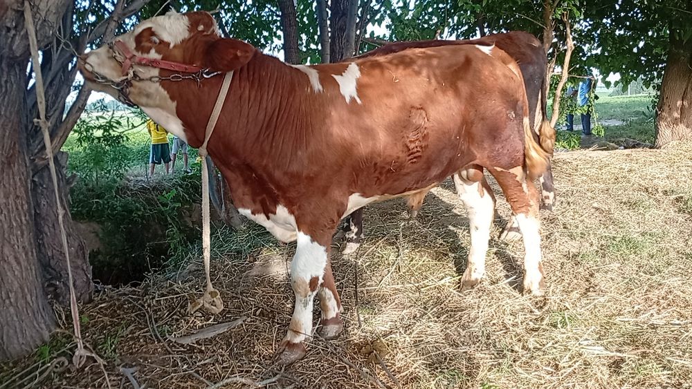 Simmental buqacha sotiladi