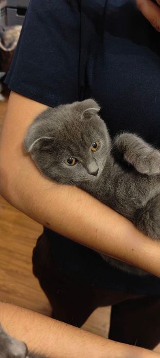 Потерялся кот 6 Месяцев