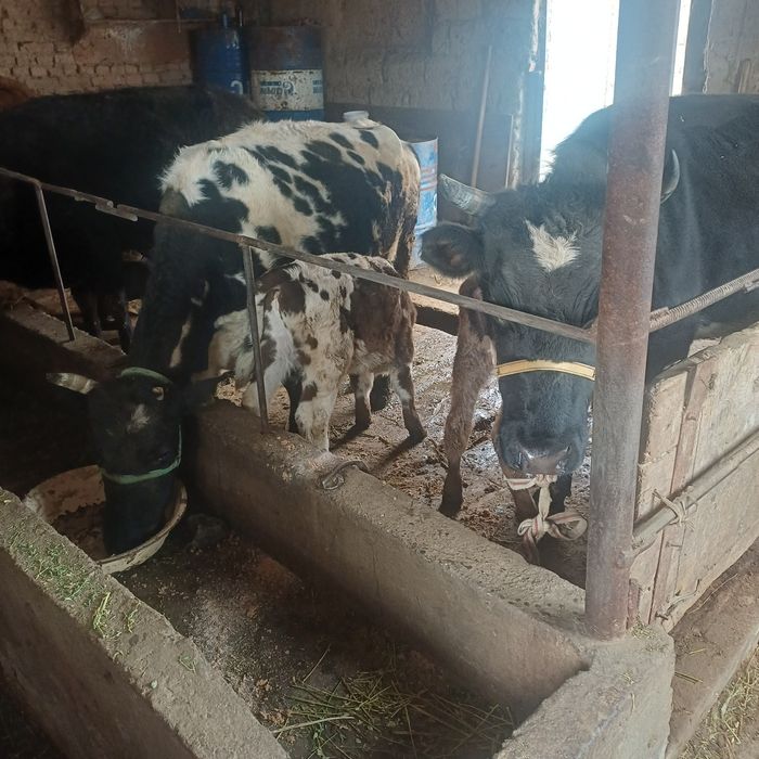 Сүтті сиыр сатылады