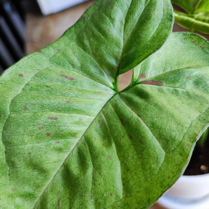 Сингониум конфетти