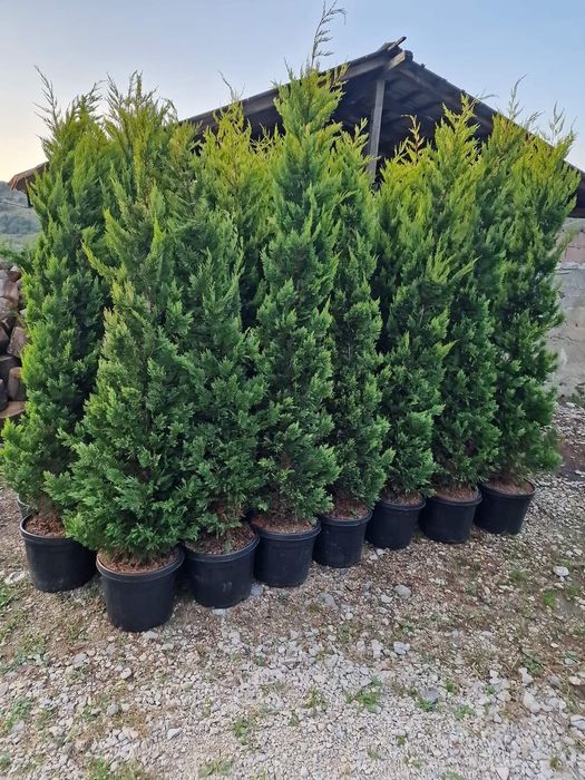 Tuia smaragd ( thuja ) cupressus leylandii 1.6m - 1.8m, gard viu verde